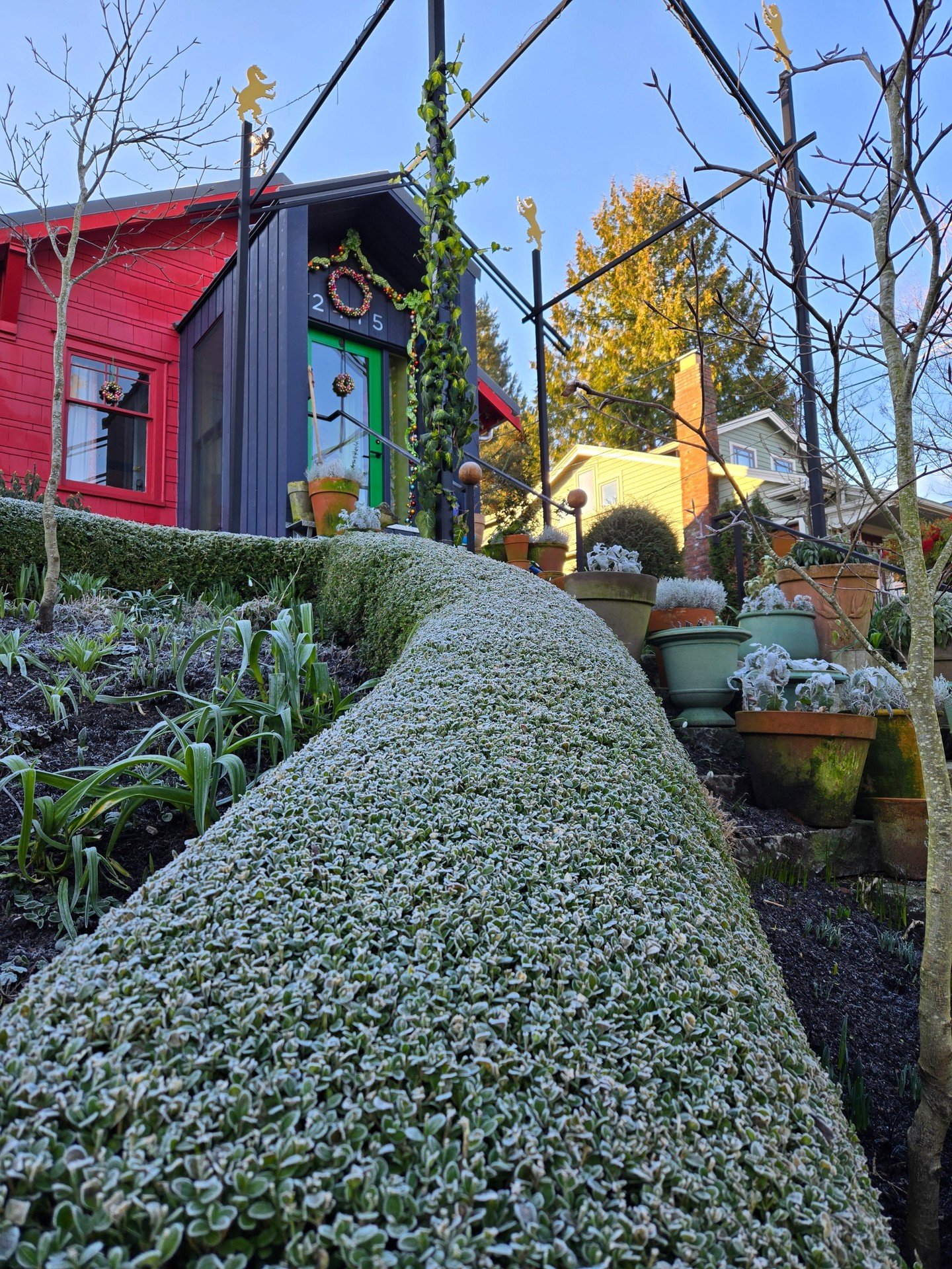 It&rsquo;s frosty at the Hartlage residence.  Frost on the serpentine hedge this morning.  Stay warm!

#hedges #serpentine #gardendesign #plantingdesign #garden #LandMorphology #RichardHartlage #gardeninspiration  #wintergarden #frostymorning #frosty