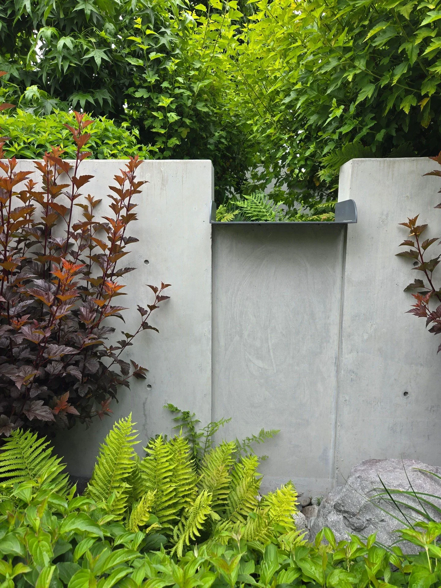 One of two scuppers connecting three biofiltration planters in this Medina garden. Lush, layered plantings support stormwater performance while softening the hardscape.

Project management: Land Morphology Principal Renee Freier
GC: GKO Construction
