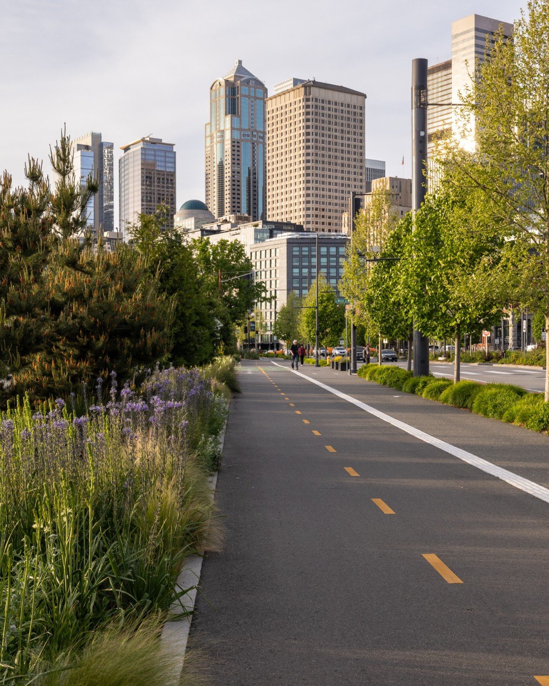 Waterfront Trees, Part 1, Pioneer Square District🌿

As we look ahead to Spring in Seattle, we&rsquo;re beginning a series on the trees that shape Seattle&rsquo;s Waterfront Park.

Drawing on his deep horticultural knowledge, @LandMorphology's Richar