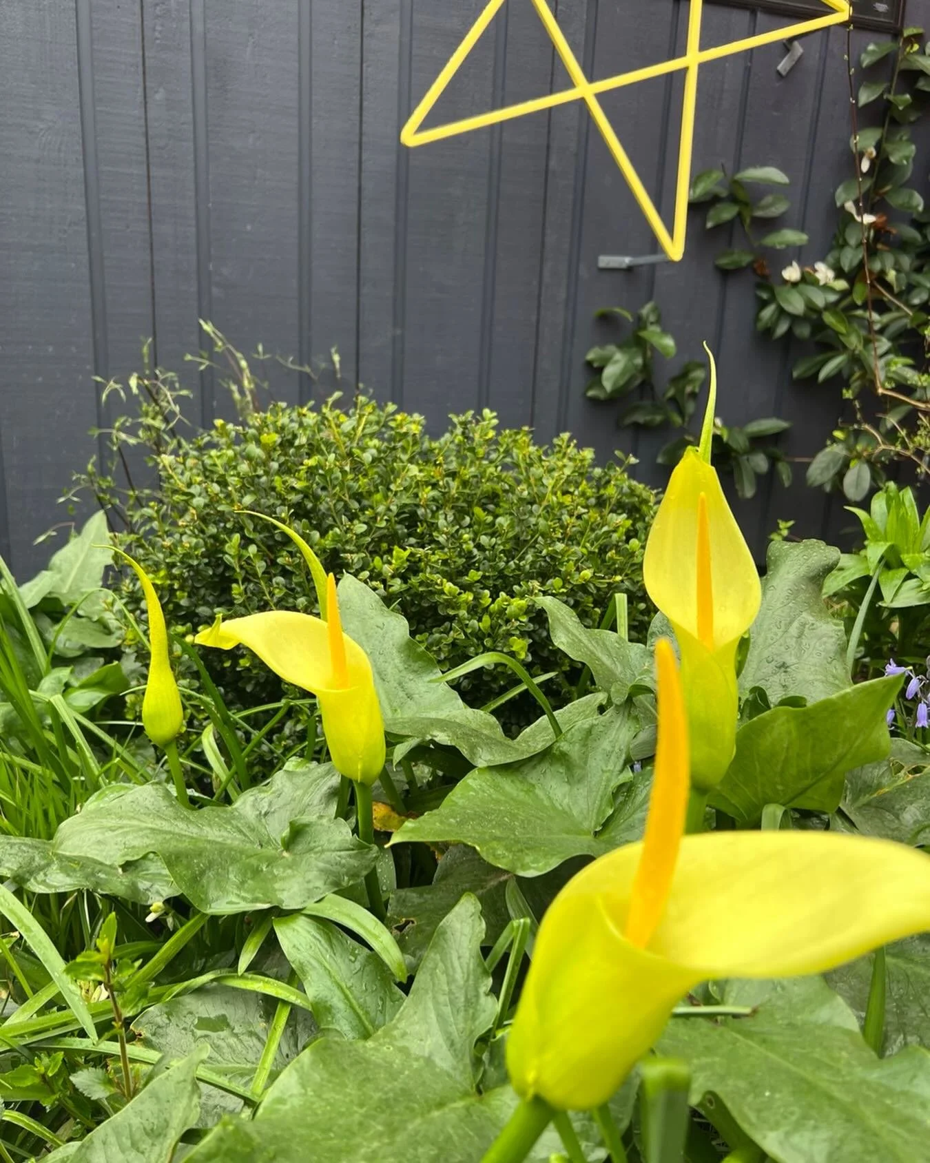 Arum creticum is hardy and fragrant. I bought these years ago from Far Reaches Farm and they get better every spring.  #farreachsfarm #rareplant #landmorphology #hardyaroid #fragrantflower