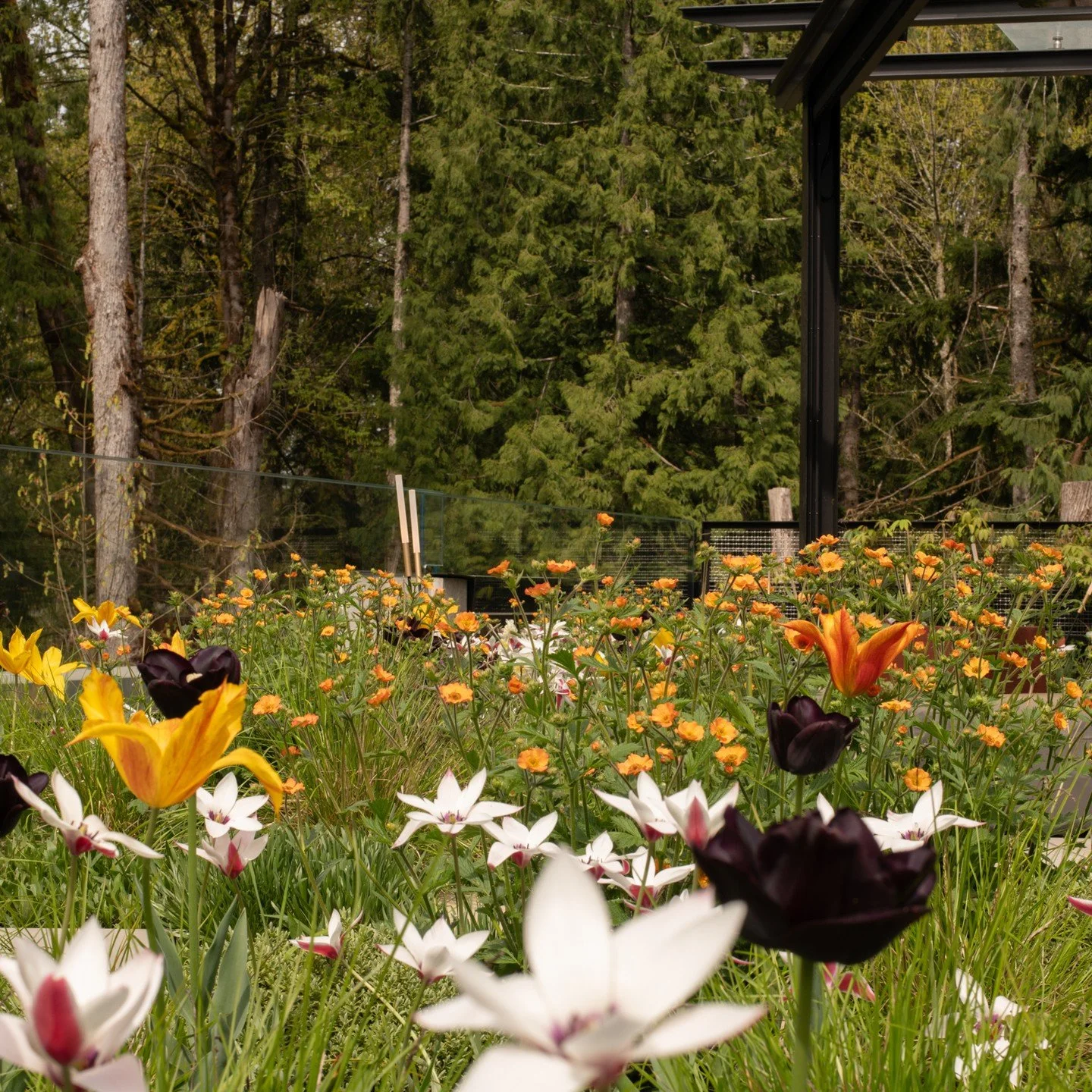 A layered mix of tulips, narcissus, and early perennials brings seasonal color and movement to this newly completed rooftop garden. Set against a Pacific Northwest forest canopy, the planting shifts with the light&mdash;softening edges, supporting po