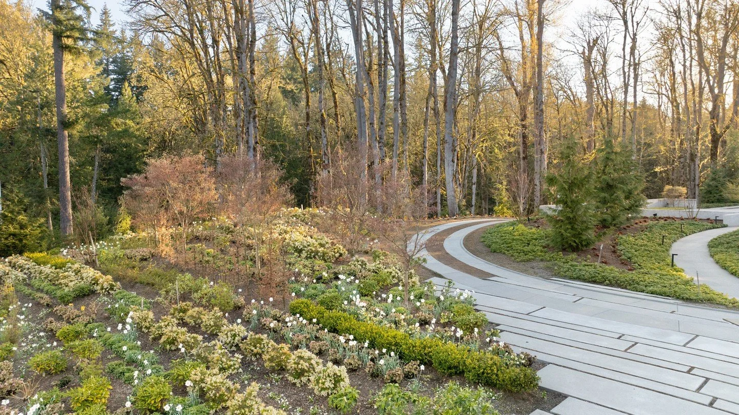In Issaquah, spring bulbs are blooming and plantings are growing; all are working to soften the edges at the intersection of The Commons and The Ribbon Drive.  Leptinella grows between the concrete planks and in the ribbon drive.

With @StudioAMarchi