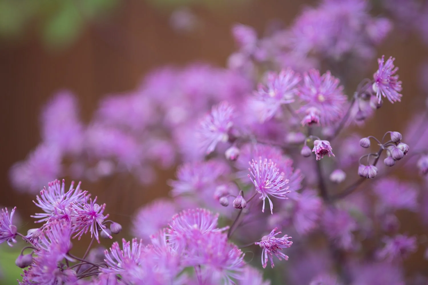 Another Perfect Plant: Thalictrum ‘Black Stockings’