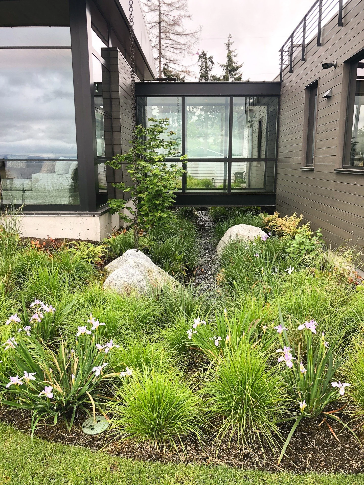 On Camano Island, the garden at Cabin 18 is coming alive! 

In this photo, Douglas Irises are in bloom, with Yarrow, Allium &lsquo;Summer Beauty,&rsquo; and Douglas Aster soon to follow.  Native plants and flowing grasses bring beautiful texture and 