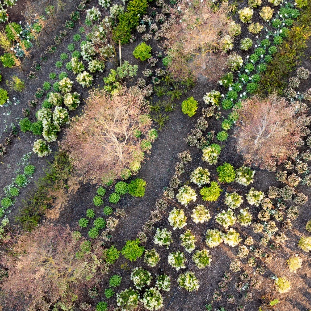 At our Issaquah project, the planting design is organized in bands&mdash;layering species in drifts that read both as texture and pattern from above and experience at the ground. Seasonal change, variation in form, and subtle shifts in color create a