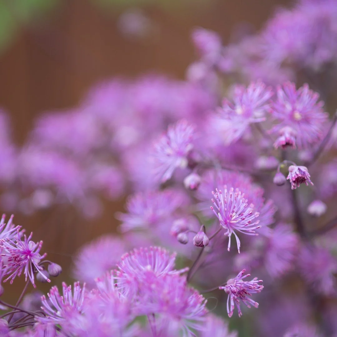 Black Stockings in bloom at Seattle&rsquo;s Waterfront Park.  Thalictrum &lsquo;Black Stockings&rsquo;, or Meadow Rue, is a little-known perennial with big personality. Rising four to six feet when in bloom, it is a striking addition to mixed perenni
