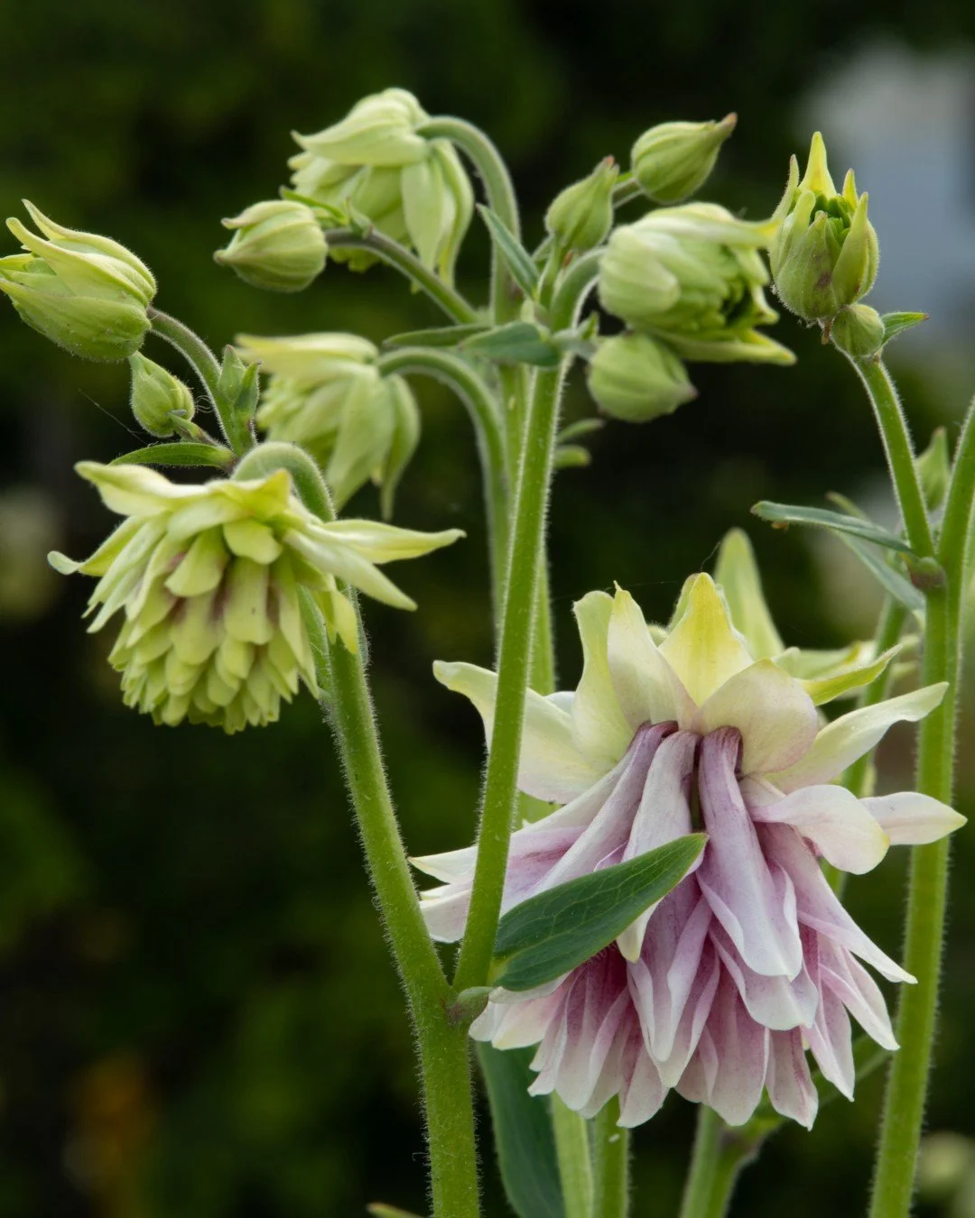 Spring scenes along Seattle&rsquo;s Waterfront include plantings of Columbine, Hellebores, Geranium &lsquo;Rozanne&rsquo; and Camassia.

Land Morphology collaborated with urban design lead @fieldoperations on this City of Seattle project. 

#LandMorp