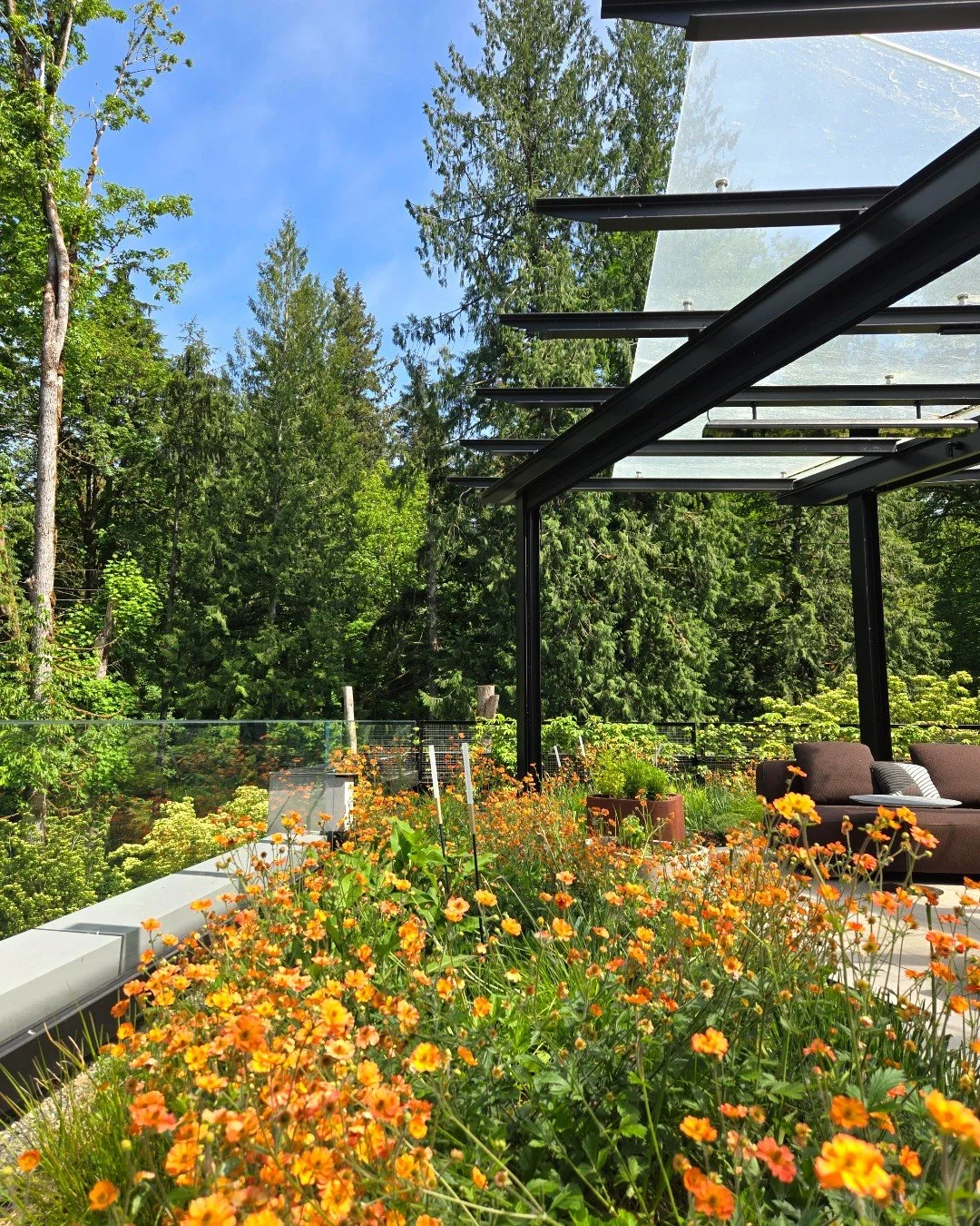 In the seasonal progression of this rooftop garden, &lsquo;Totally Tangerine&rsquo; geums have taken over from the tulips 🌿

As spring shifts toward early summer, the planting palette continues to evolve&mdash;bringing new color, texture, and moveme