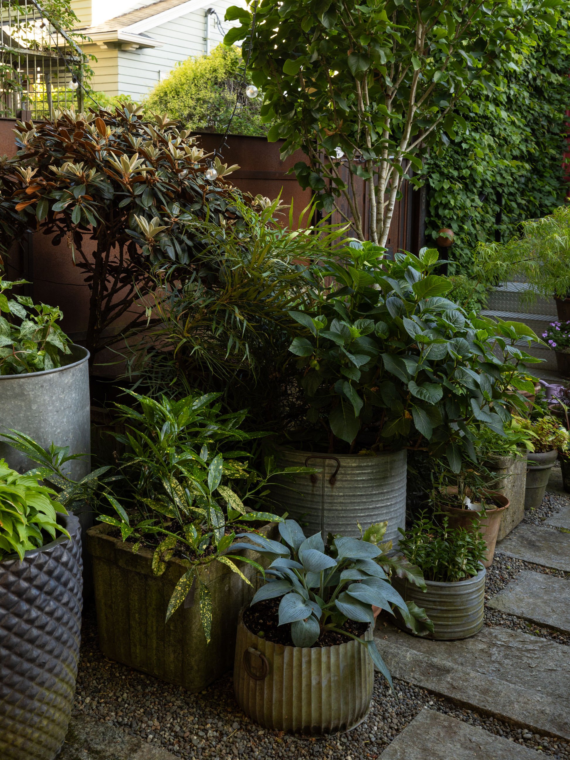 A series of potted plants in the back garden