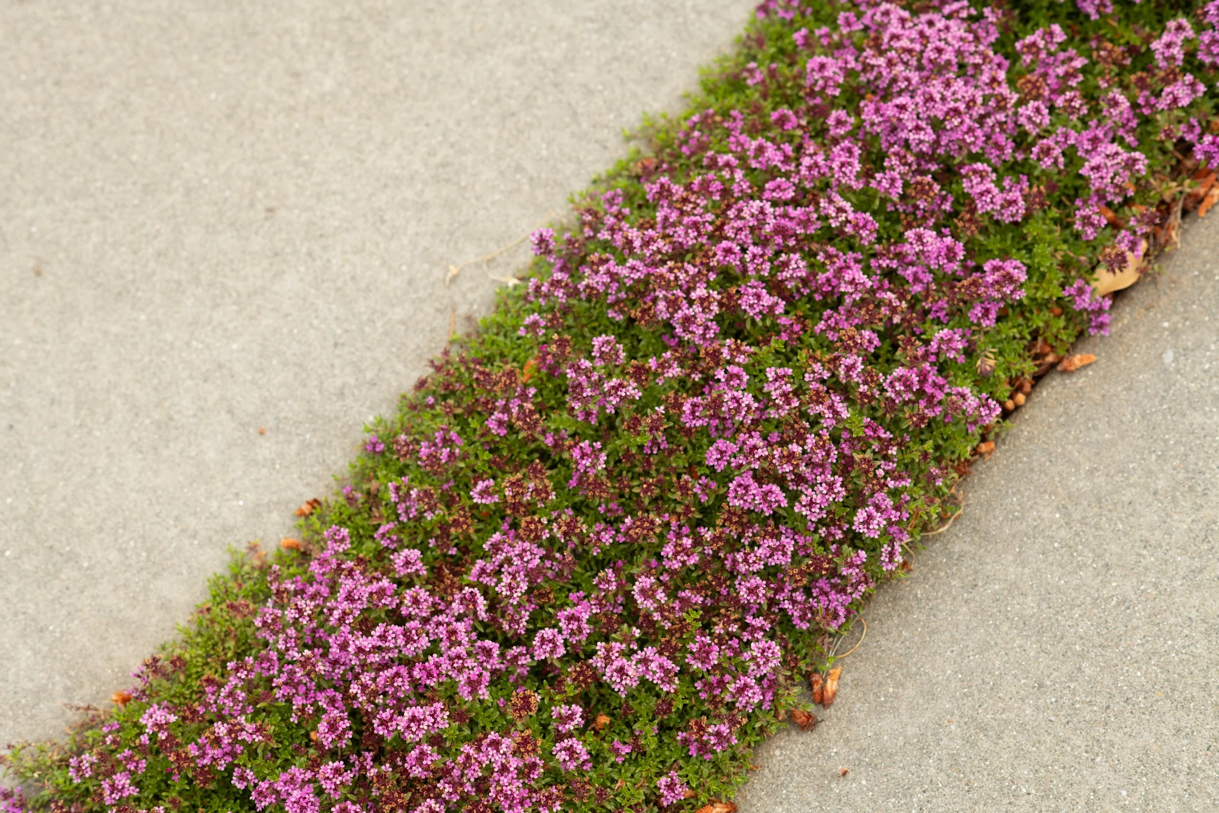 Creeping red Thyme fills in between concrete paving in the driveway.