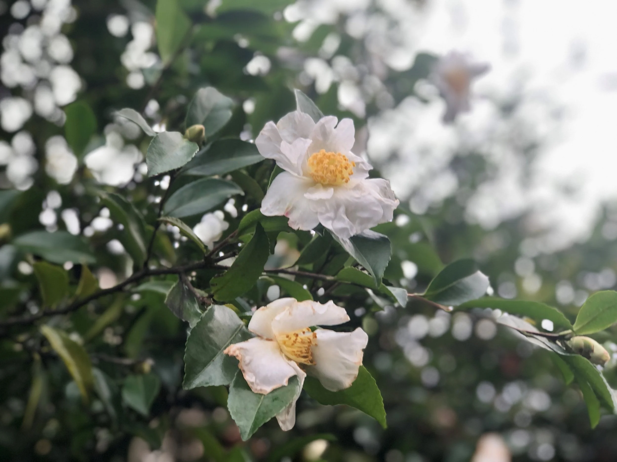 Another Perfect Plant Sasanqua camellias — Land Morphology