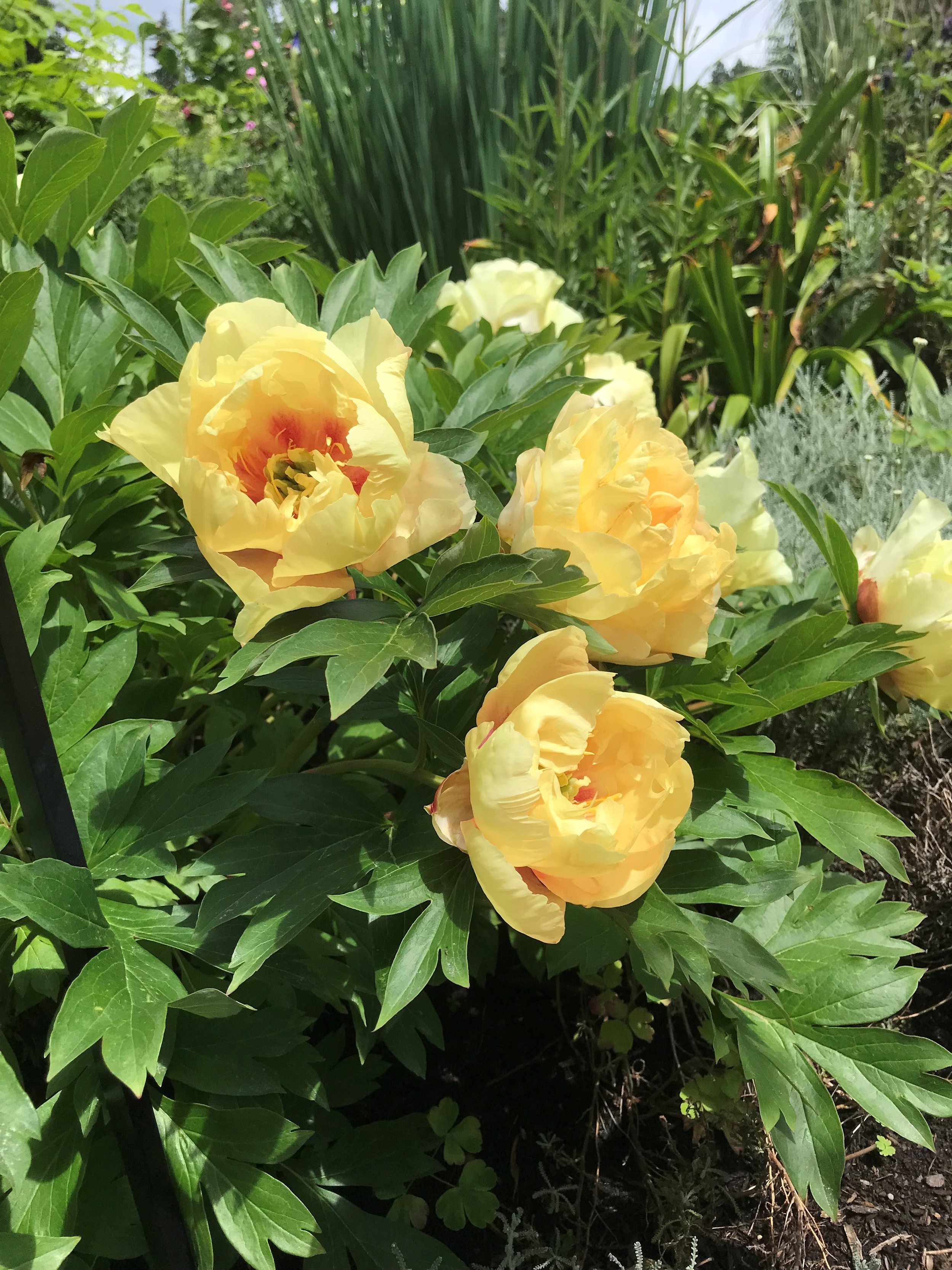 Another Perfect Plant Itoh Peonies — Land Morphology