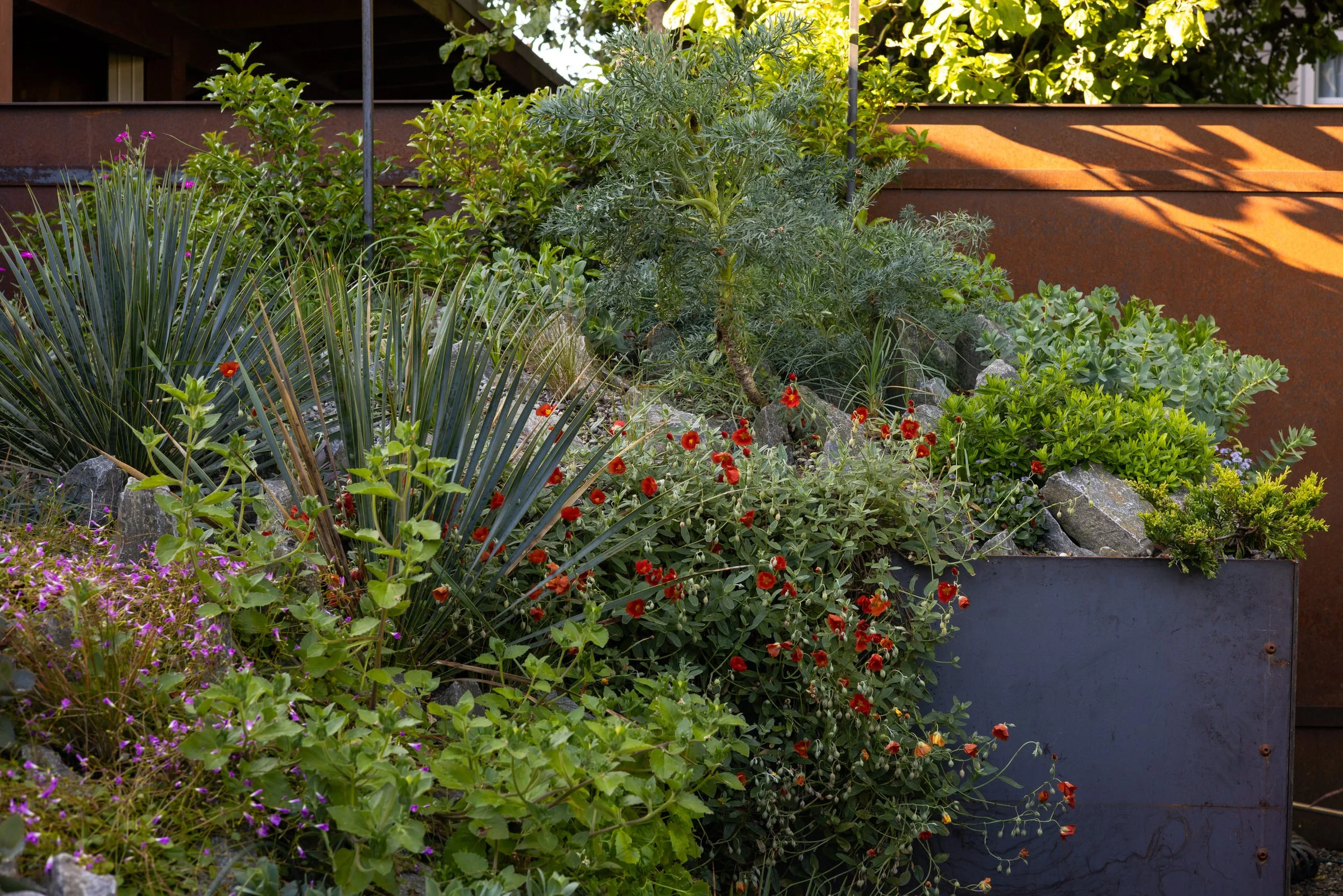 The raised alpine gardens