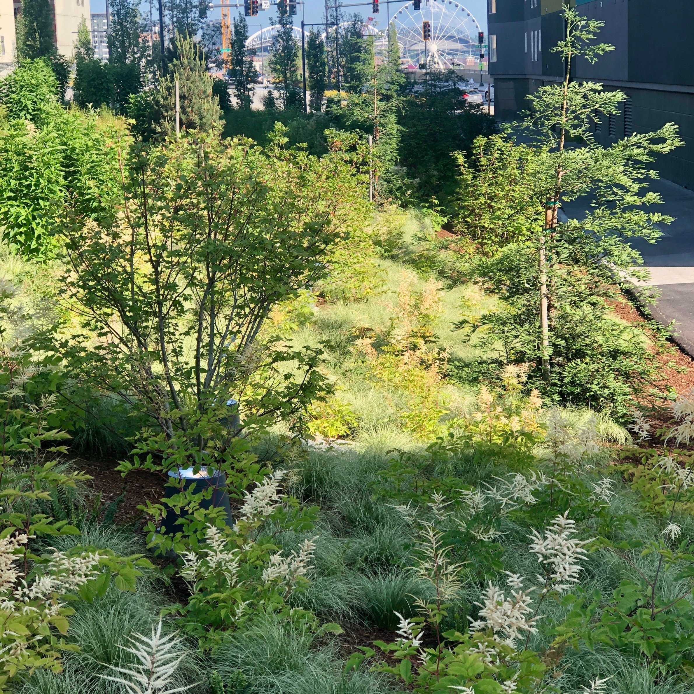 Seattle Waterfront Perennials — Land Morphology
