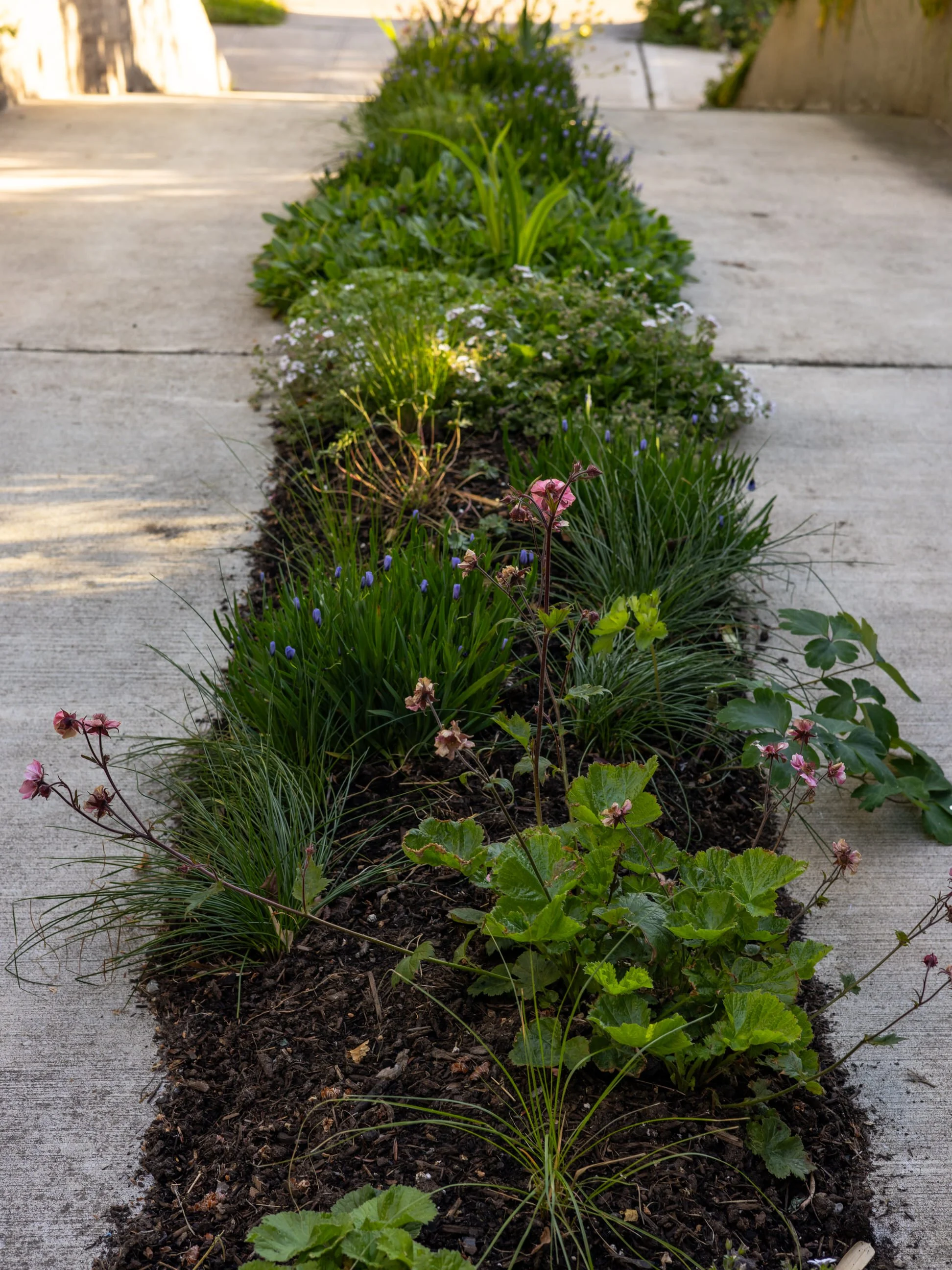 Miranda-Estes-Photography-Land Morphology-Hartlage Garden-33.jpg