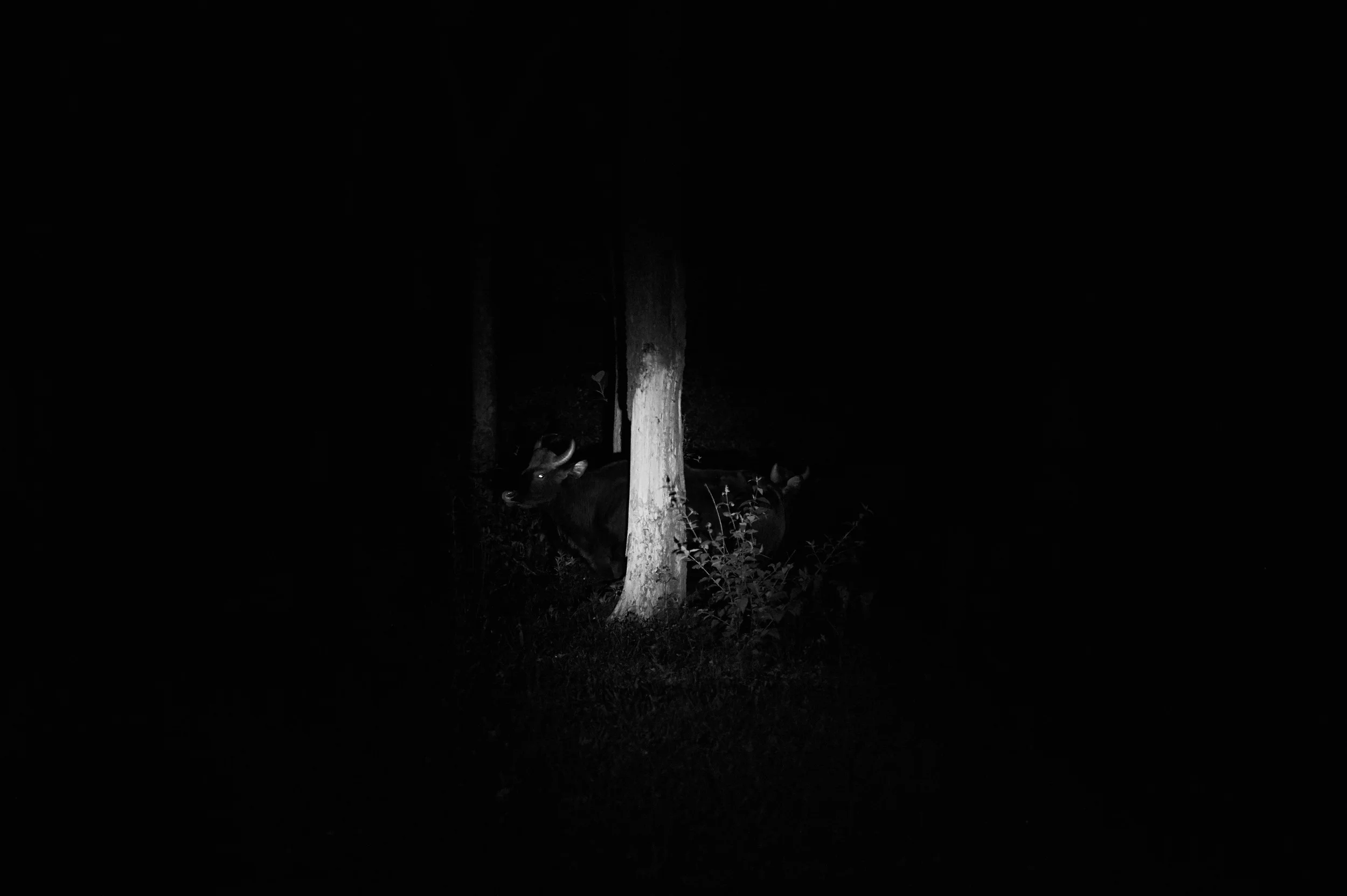 DSC_2977.jpg