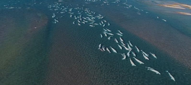 beluga-whales-3.jpg
