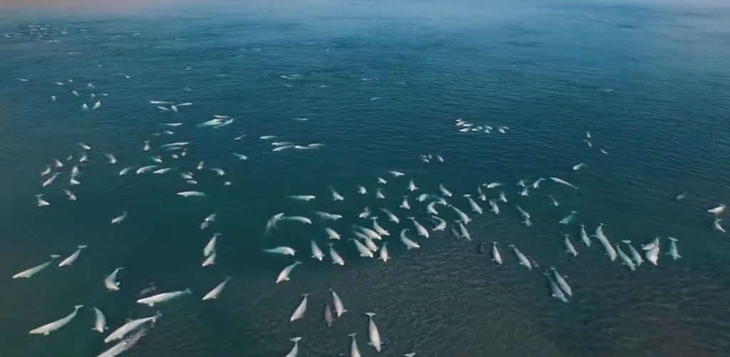 beluga-whales-5--1024x501.jpg