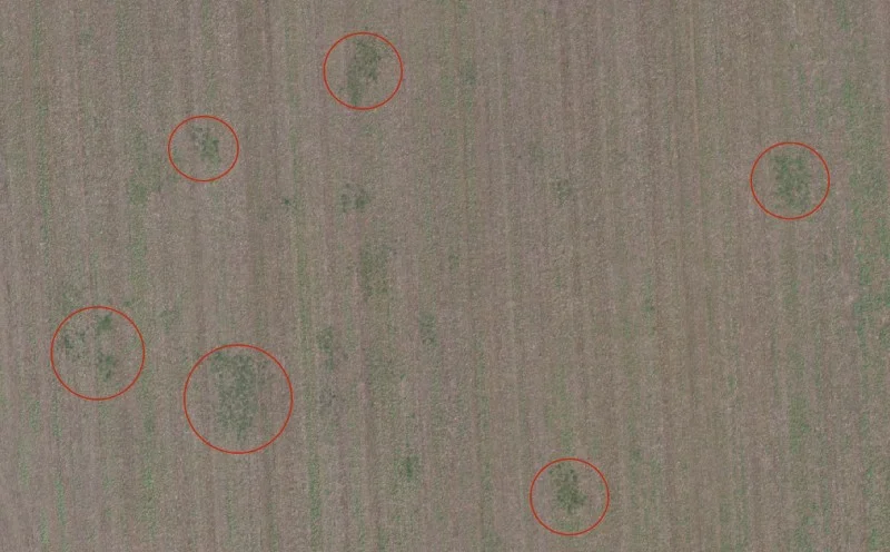 Drone image shows weed spread in the field