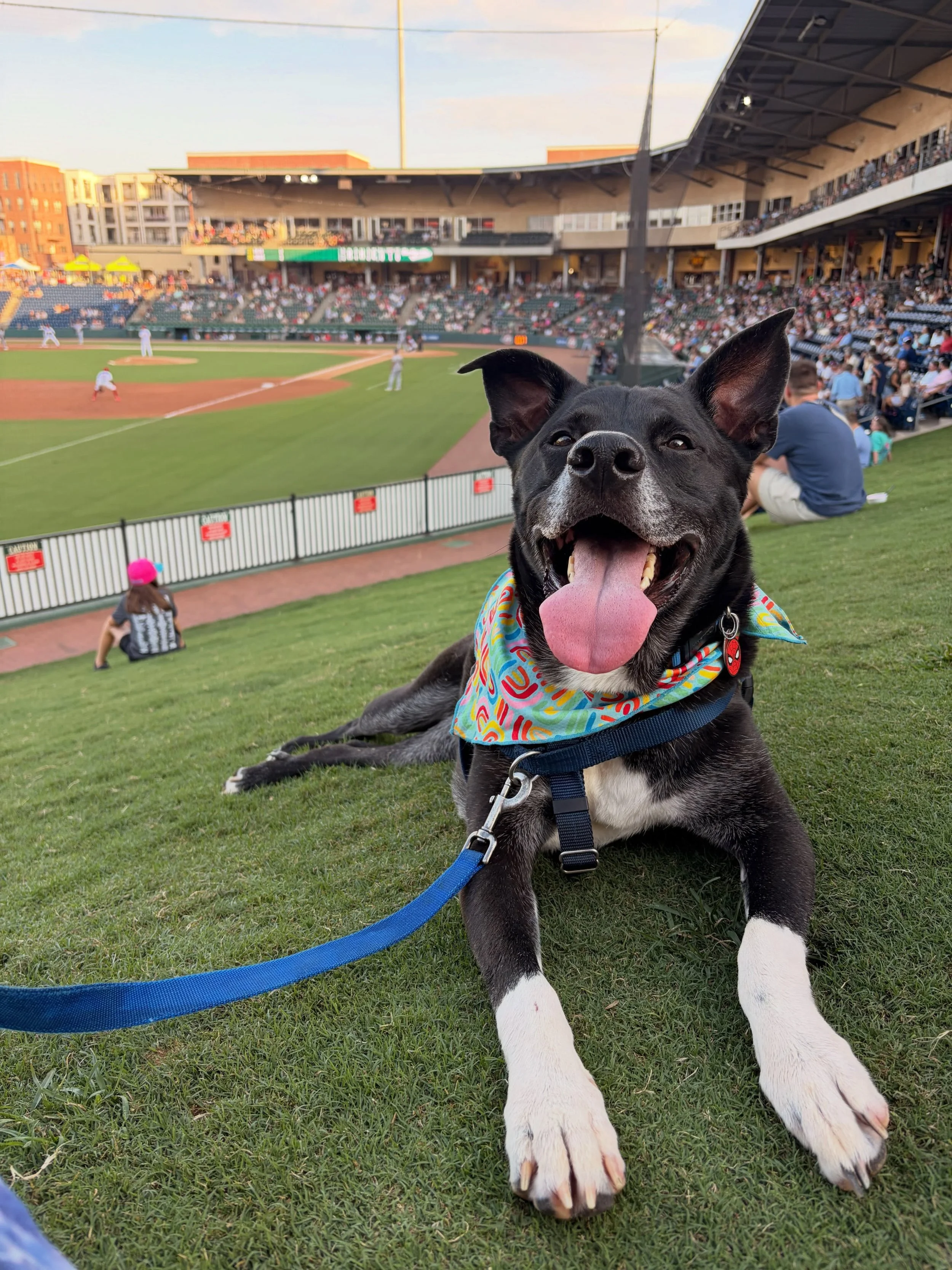 Did you hear? The @sportsbusinessjournal named GSP the #1 sports market! Congrats to @gvltriumph, @gvl_liberty,  @greenvilledrive, @swamprabbits, and @thespartanburgers! 

Please enjoy this picture of Miles Morales having a blast at Bark in the Park 