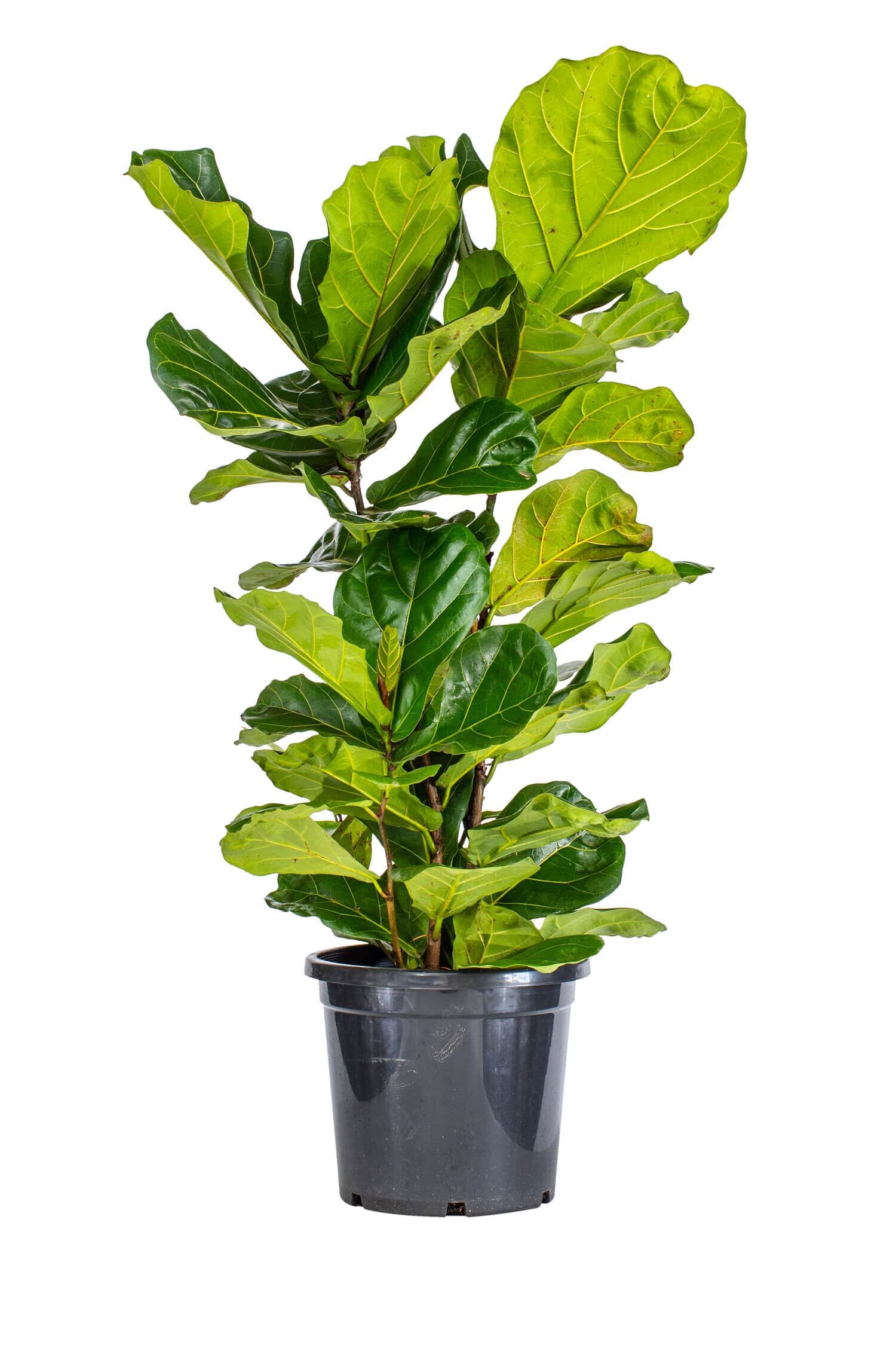 Product-plants-12.jpg