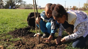 Community plants trees at Woodland Early Learning Center