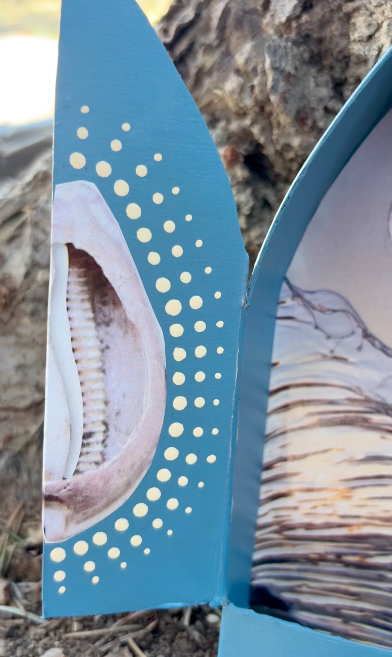 Cowrie Shell Symbolism