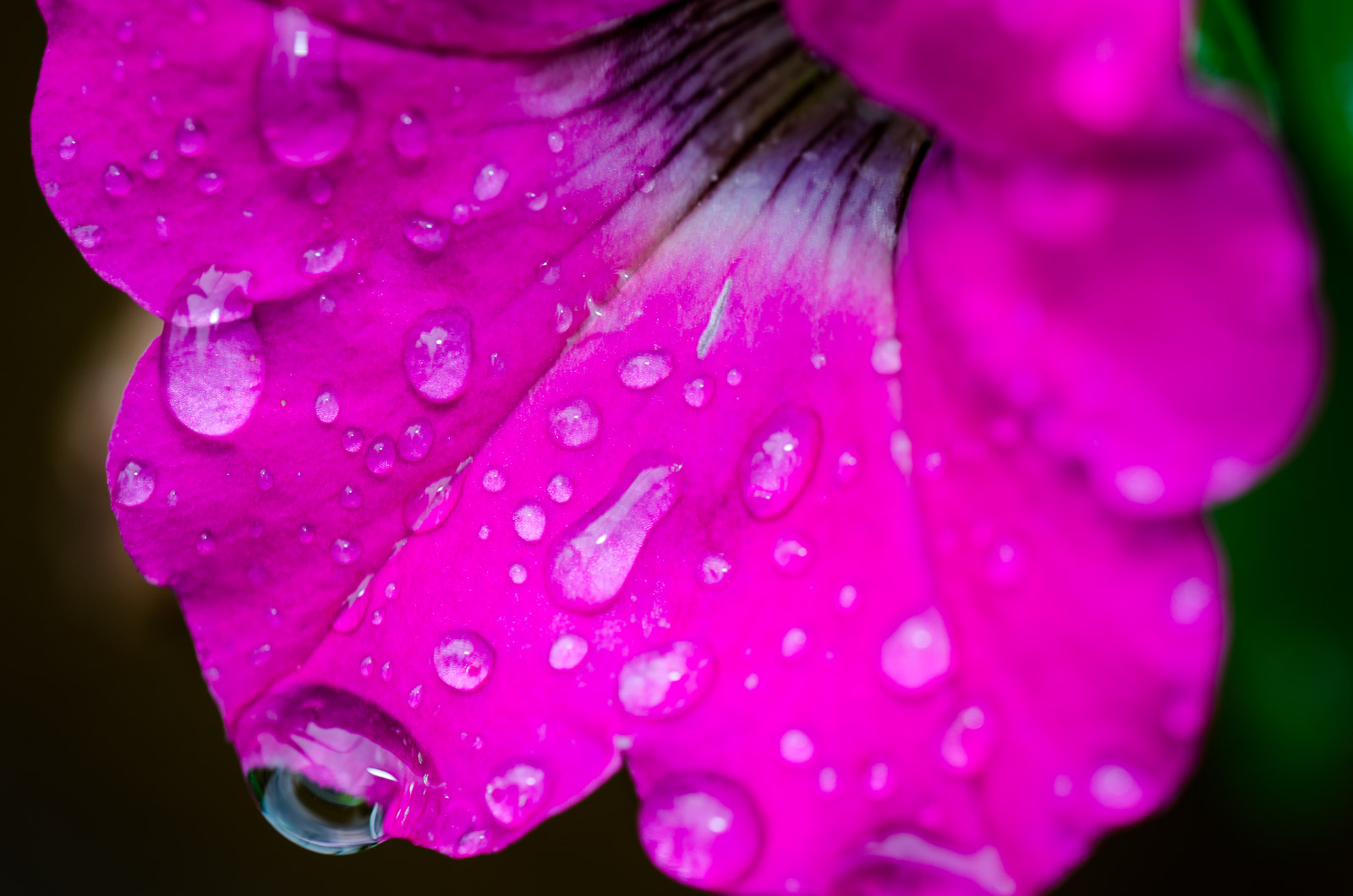 Dewy Petunia