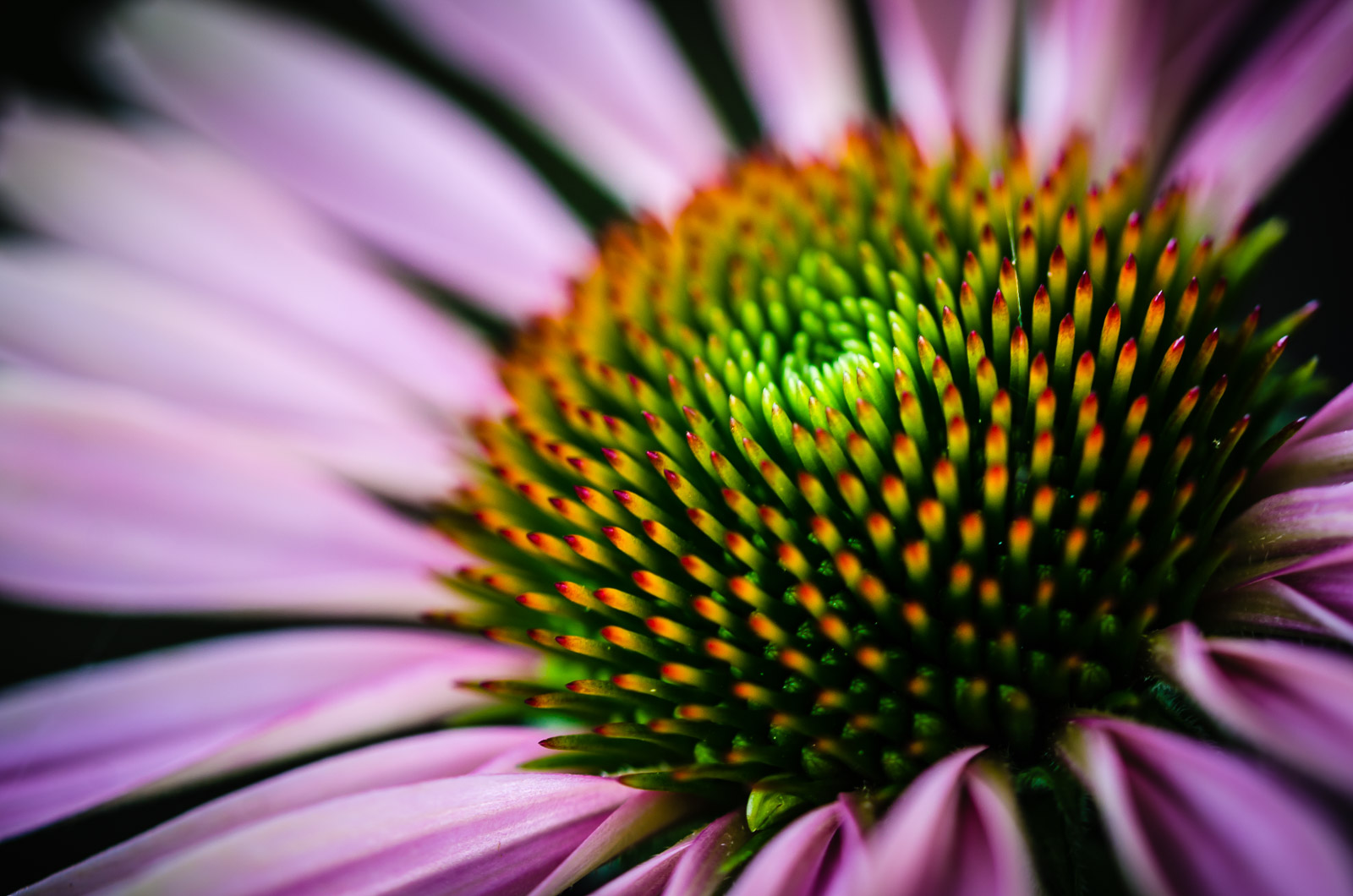 Coneflower Macro