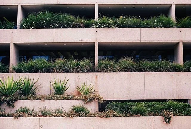 Concrete jungle by @kalindymillions #brisbane #film #nature #concrete #35mm #ishootfilm #analogue #mixedbuisnesscollective