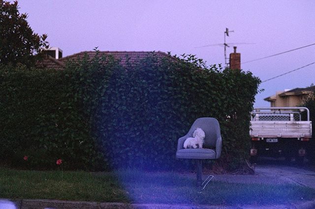 Doggy Chair

#35mm #film #lensflare or #ghost  #preston #melbourne #dog #hedge #pentax