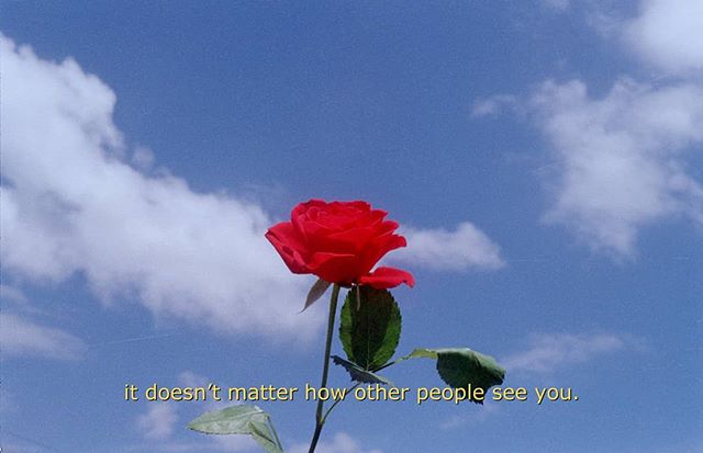 Roses are red , violets are blue, it doesn't matter how other people see you 🌷 treat and see youself with love and compassion #35mm #photography #film #rose #subtitles #suburbs #ishootfilm