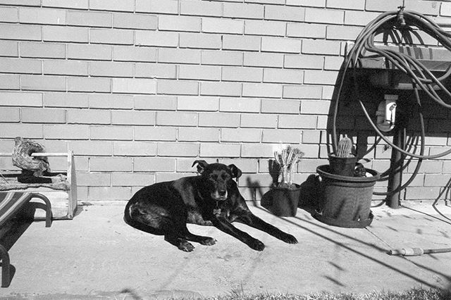 Black and White Dog

#35mm #film #blackandwhite #kurteckardt #ilford #dog