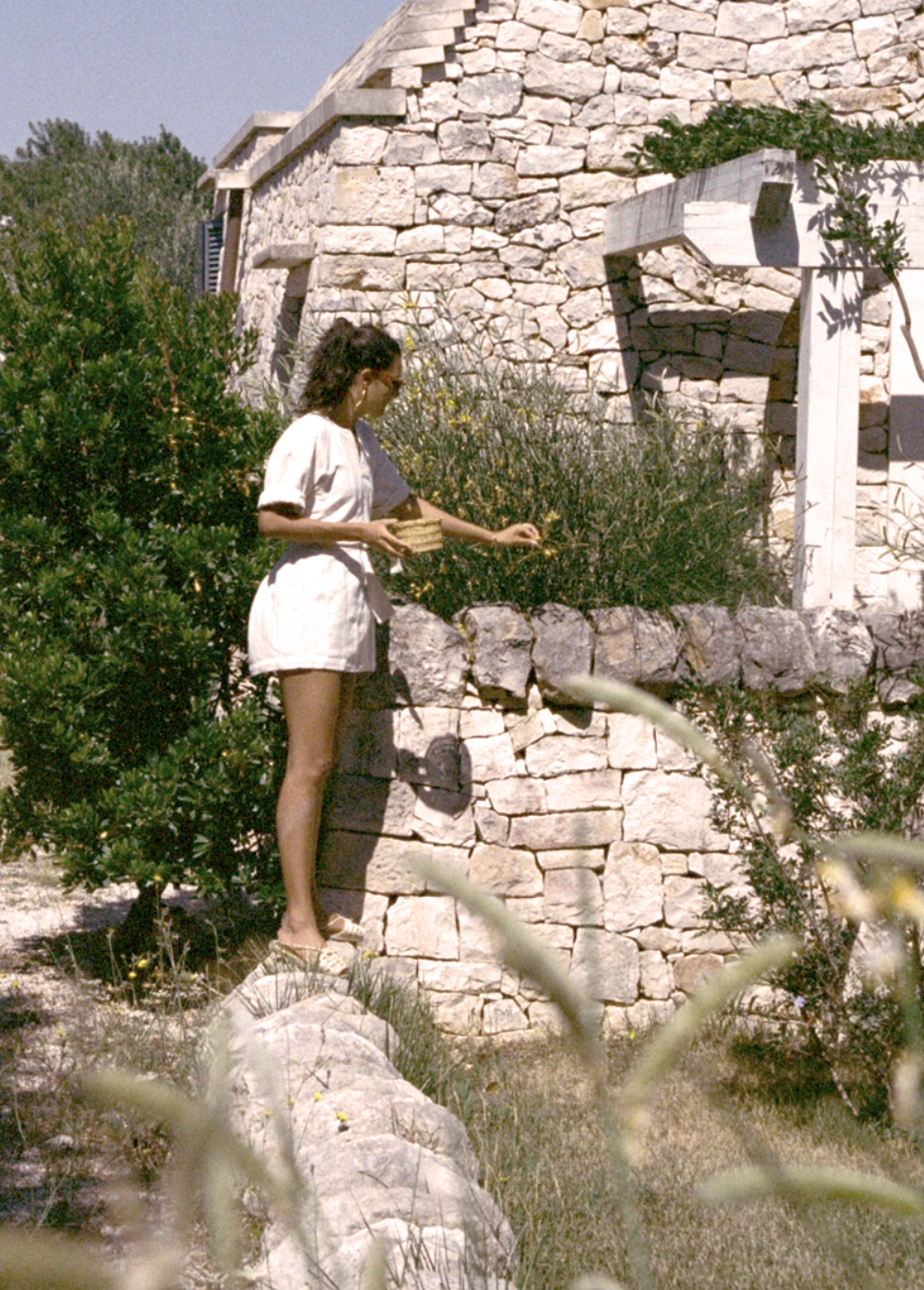 Rest upon an Olive tree