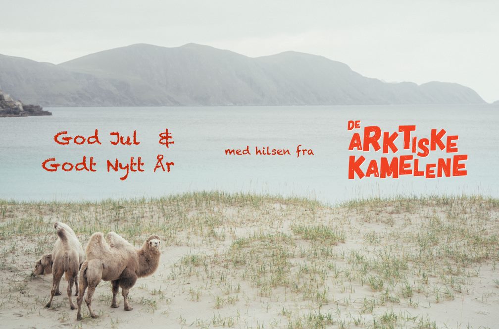 De Arktiske Kamelene.jpg