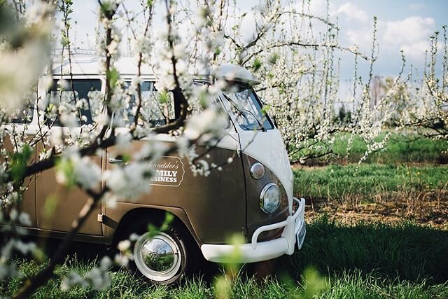 Es wird Fr&uuml;hling! Hier fangen die ersten Obstb&auml;ume an zu bl&uuml;hen und Trudi ist bereit f&uuml;r ausgiebige Fr&uuml;hlingstouren. 
#schneidersphotovan #trudi #t1 #vw #volkswagen #photobooth #harvey #schneidersfamilybusiness #hochzeit2020 