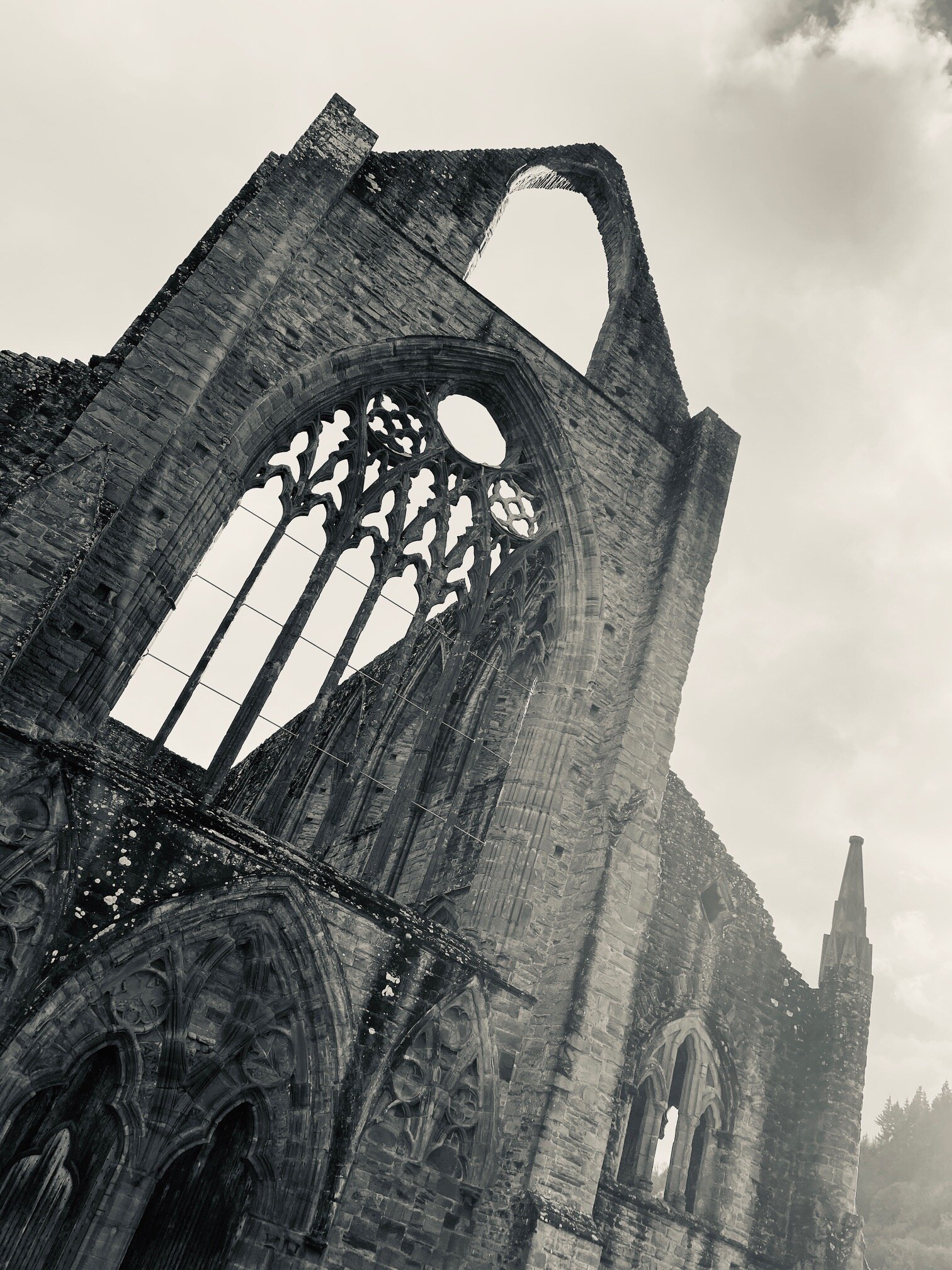 The dramatic architectural remains of the abbey, just a moment away from the house perched within the thick bracken and forest up on the hillside