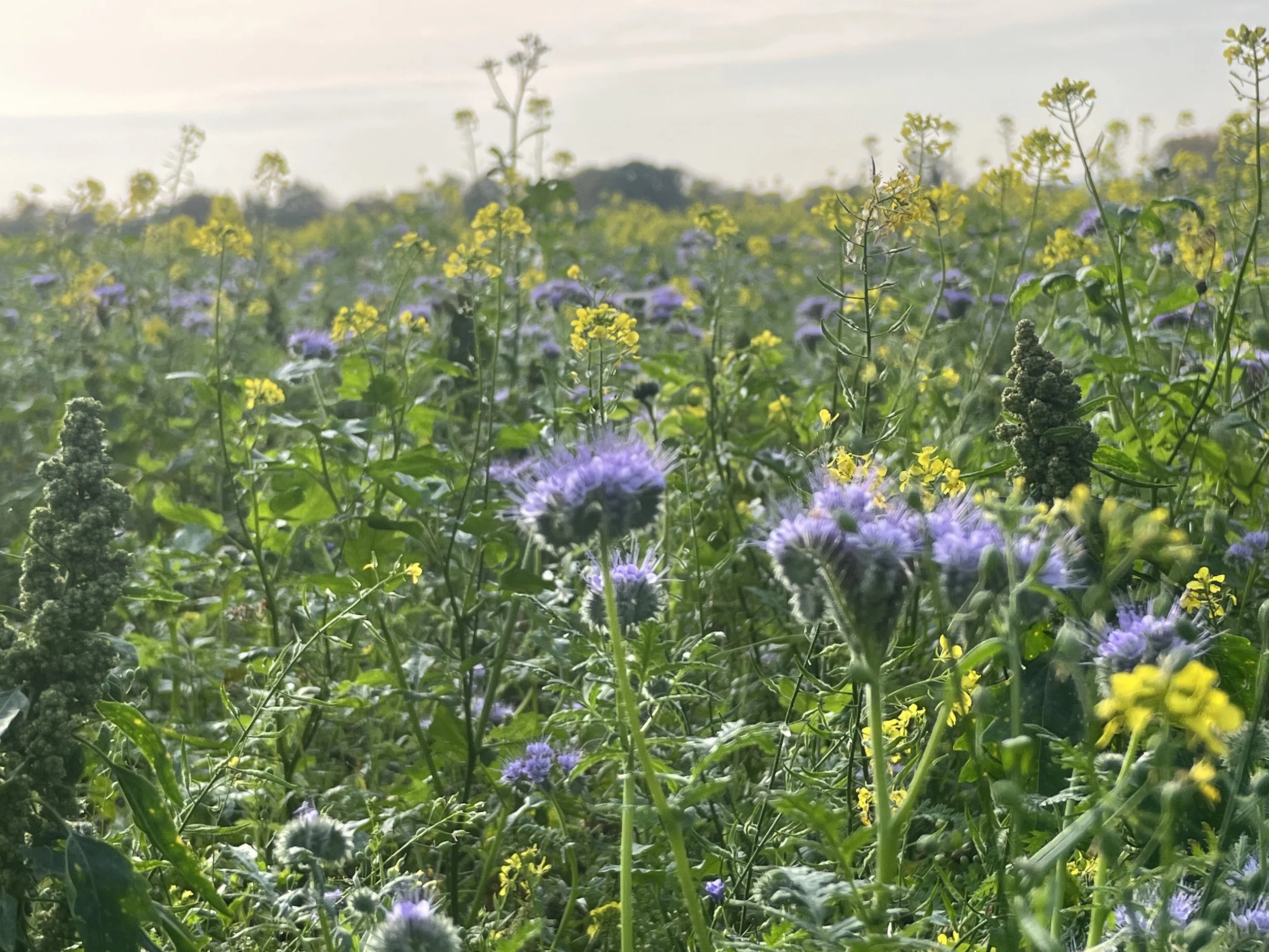 Nature Recovery From the Ground Up: Local Parish Plans in South Cambs