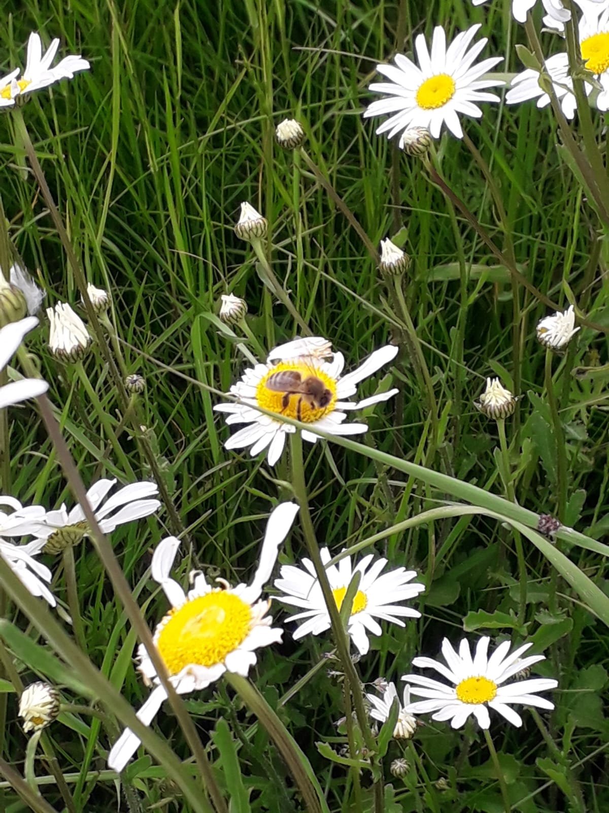 bee on daisy.jpg