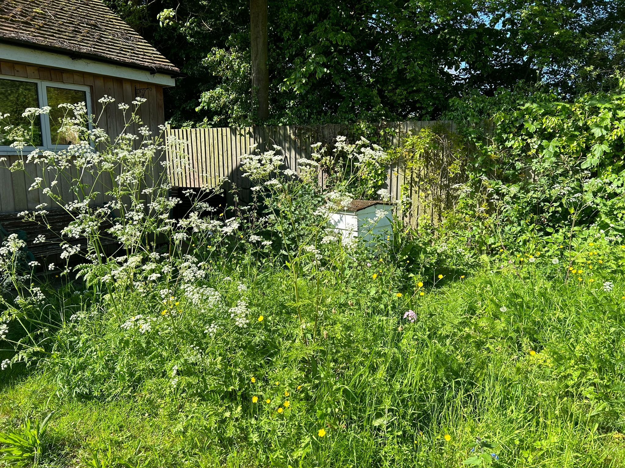 cow parsley.jpg