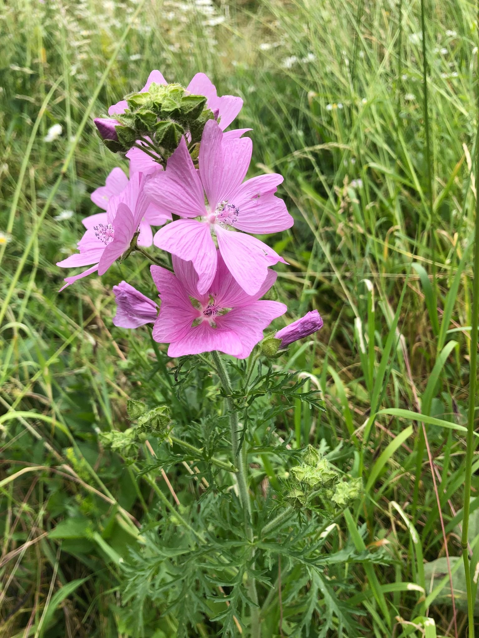 musk mallow.jpg