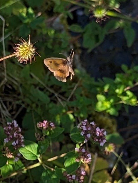 oregano and butterfly.jpg