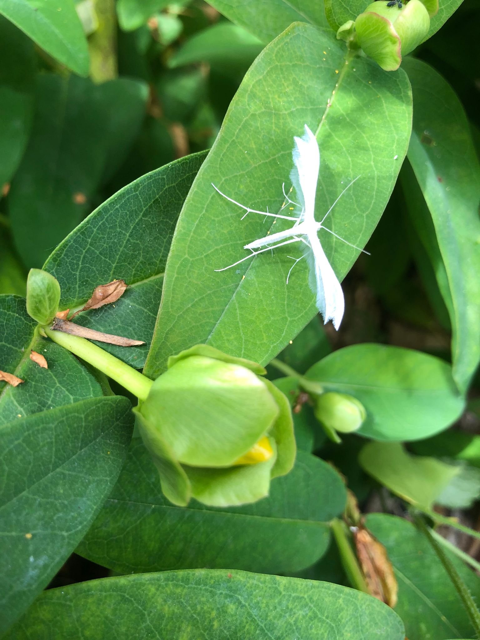 plume moth.jpg