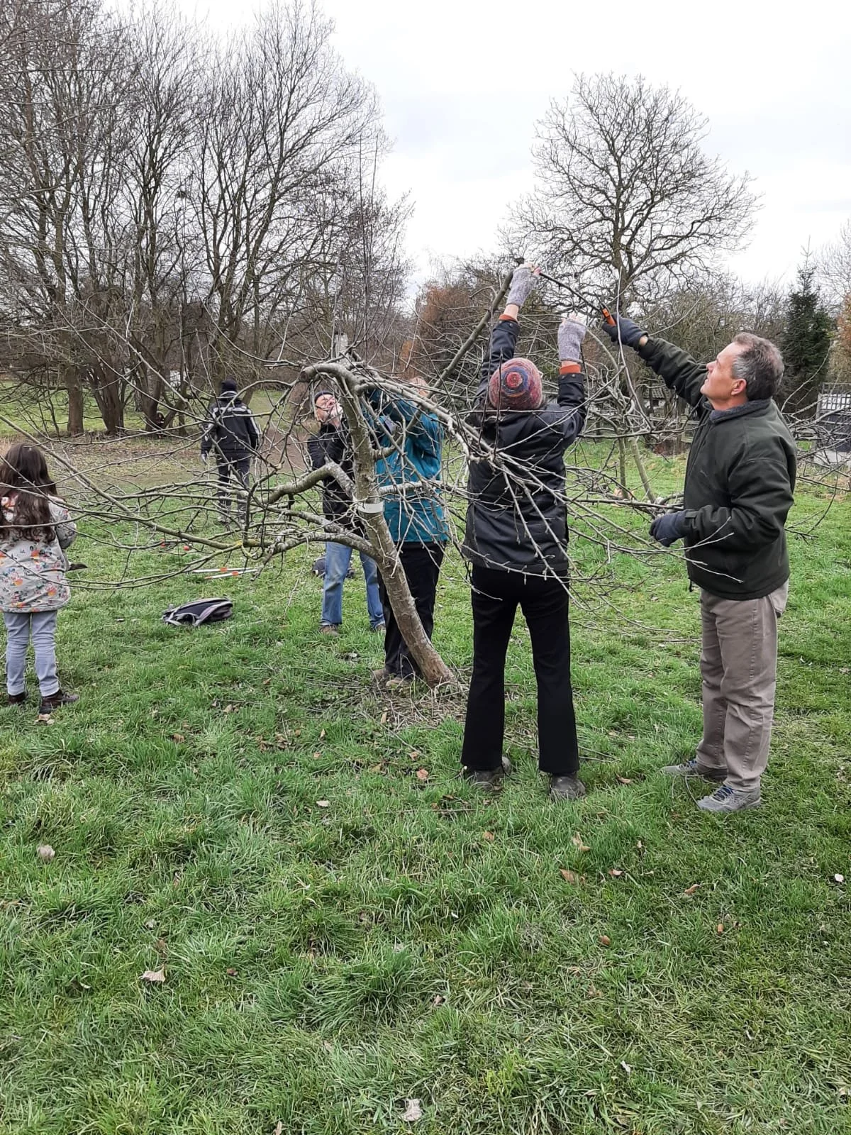 Community Orchard Tree Pruning