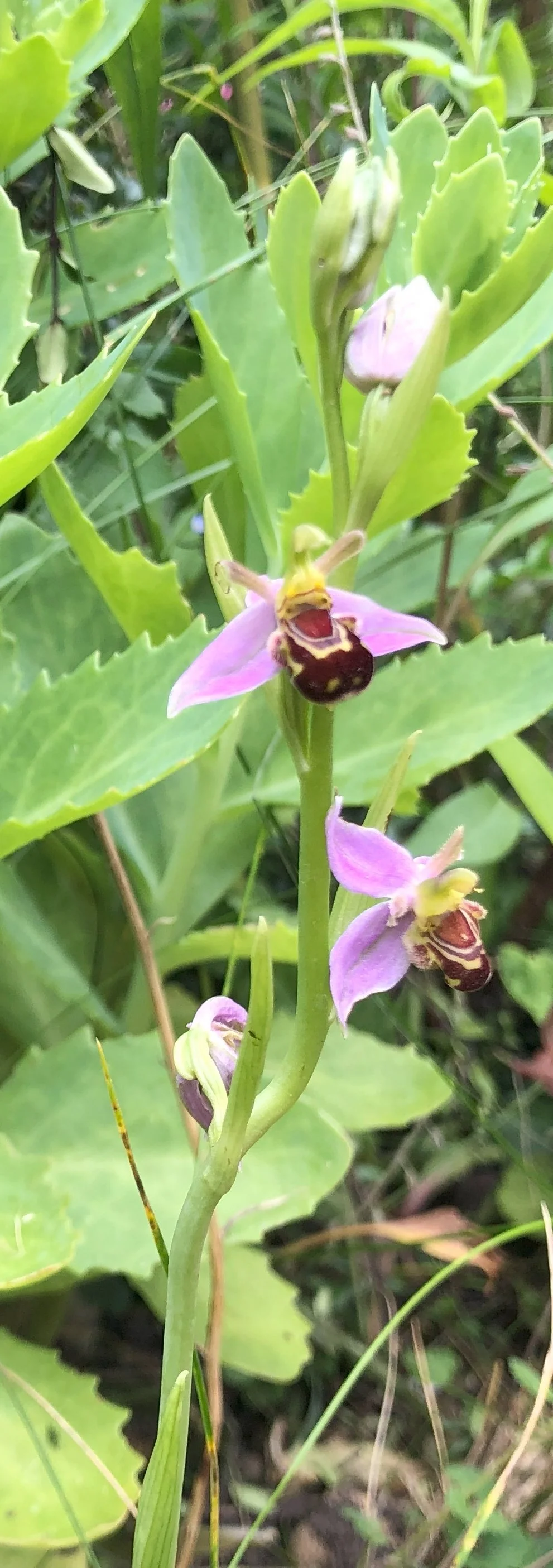 Guided Rare Orchid Walk to Haslingfield Quarry