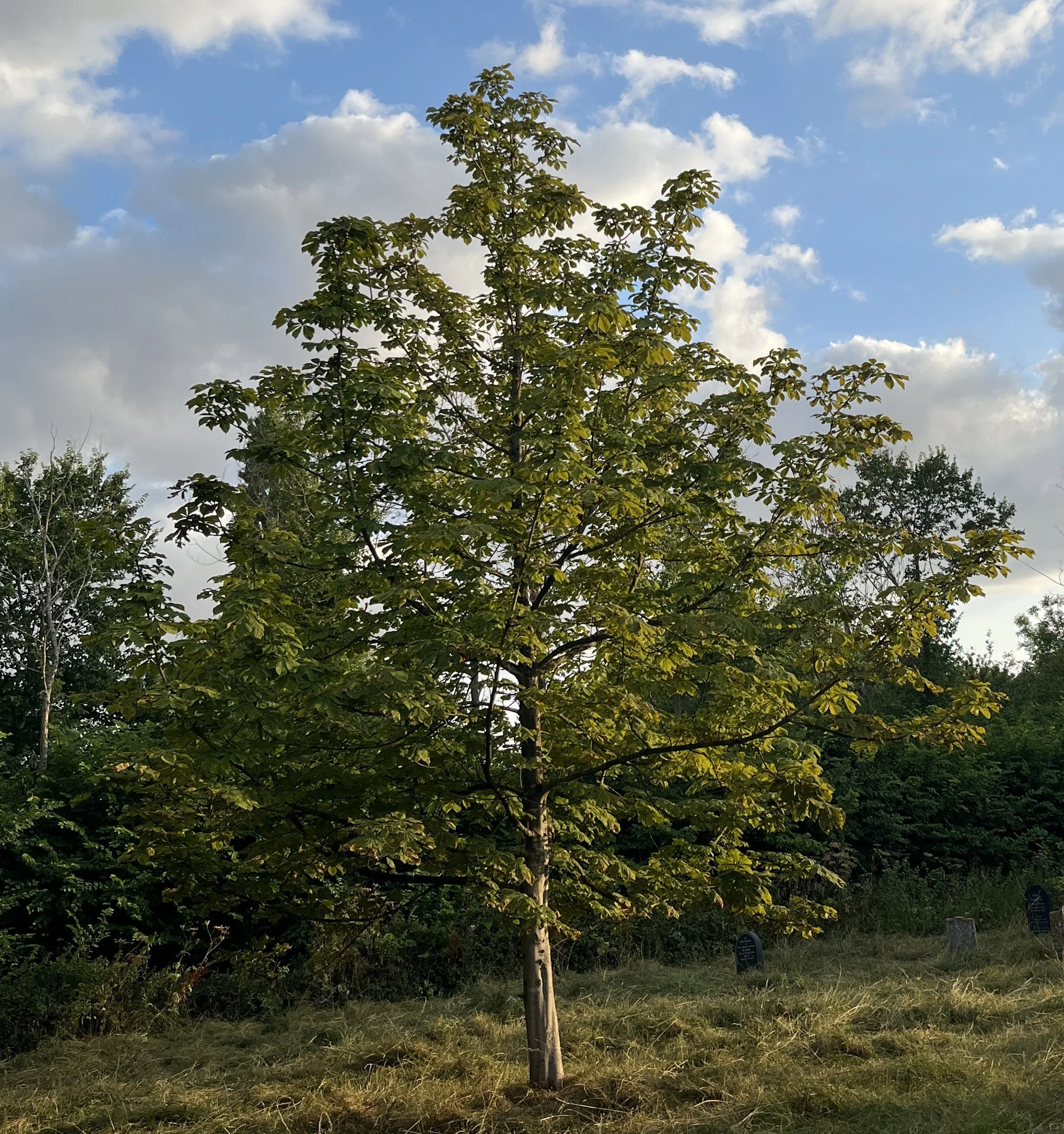 Tree Planting in a Warming World