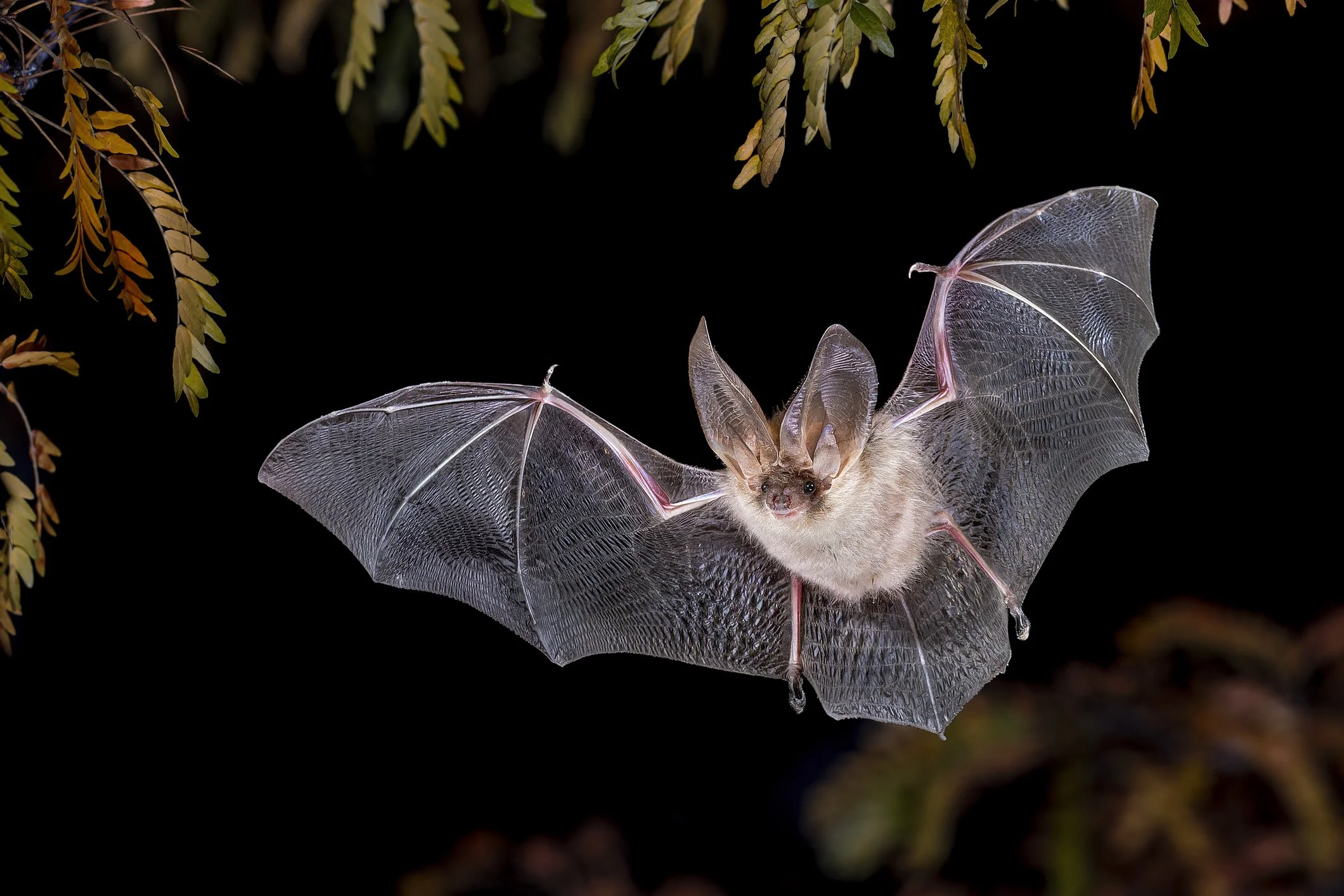 Haslingfield Bat Walk!