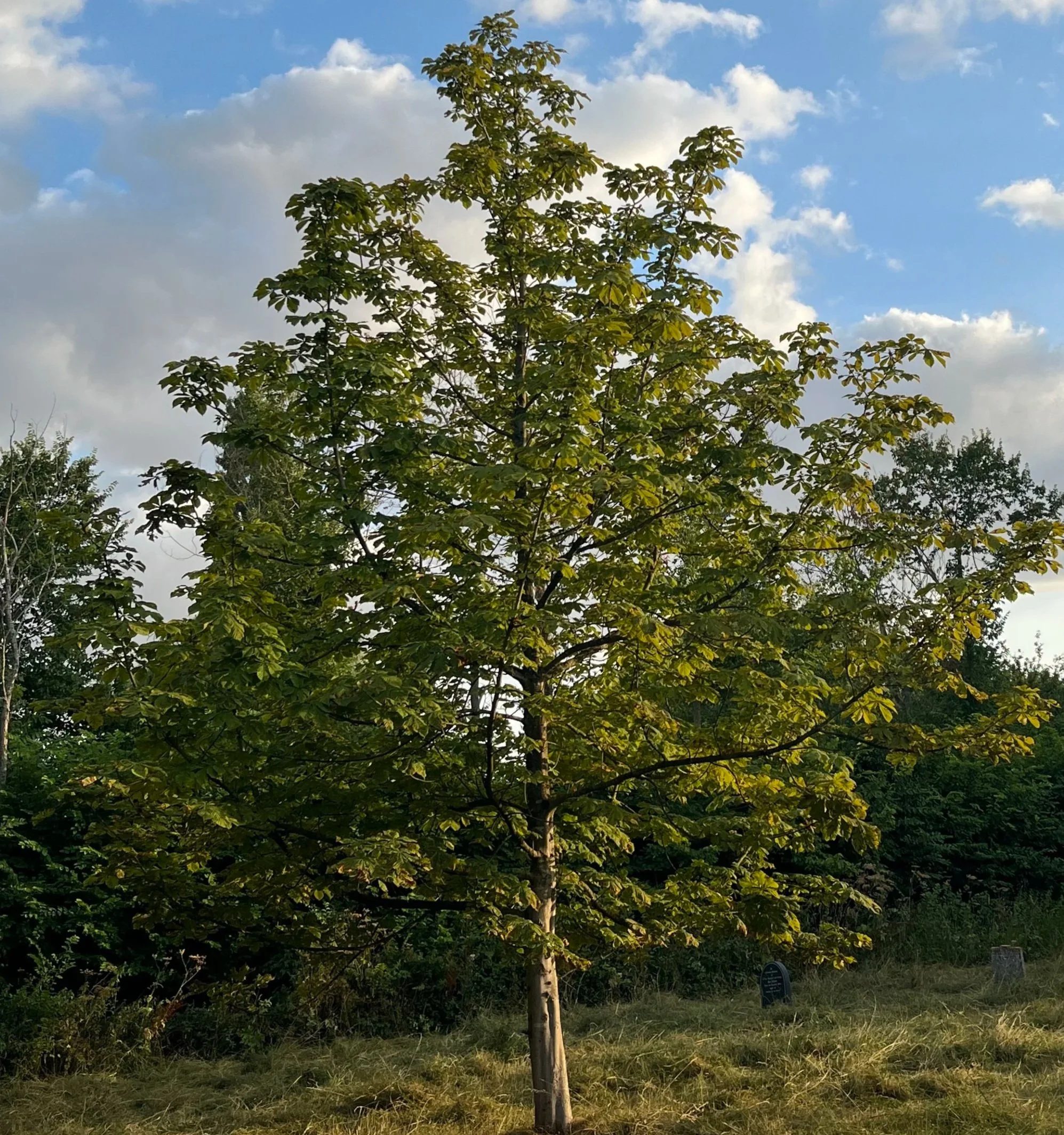 Tree Planting in a Warming World