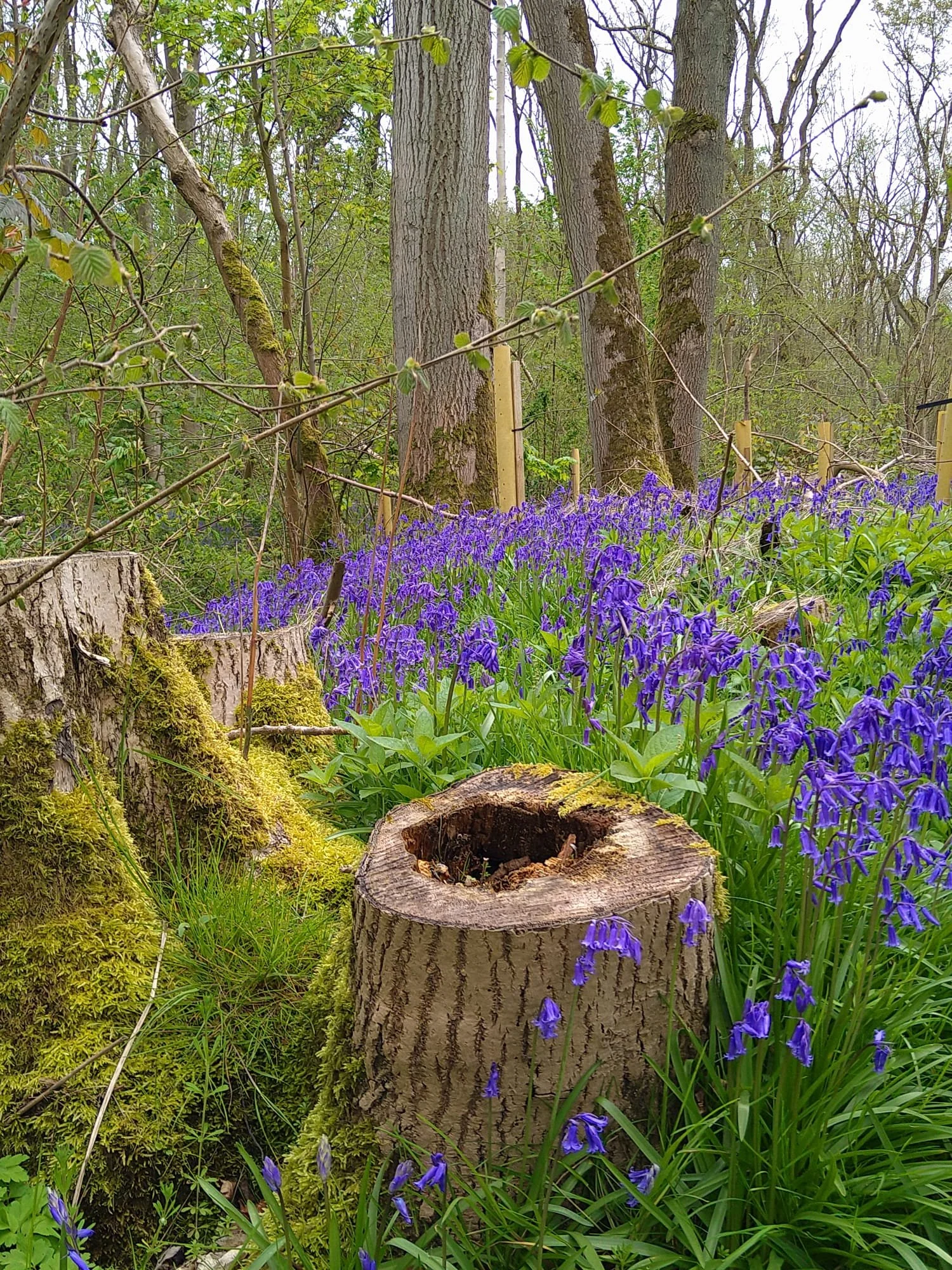 Mega Bulb Planting in the Haslingfield Rec-side Woods
