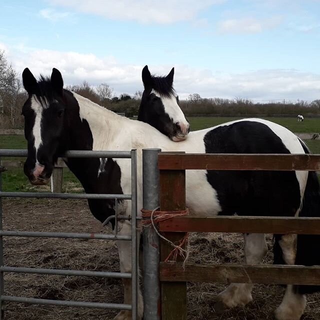 A few from today, the horses enjoying what part of sunshine we had today